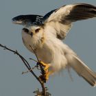 Namibia - Etosha - Greifvogel