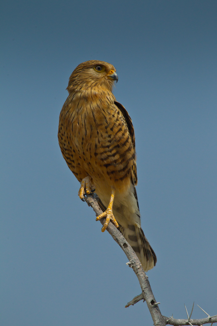 Namibia - Etosha - Greifvogel II