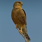 Namibia - Etosha - Greifvogel II