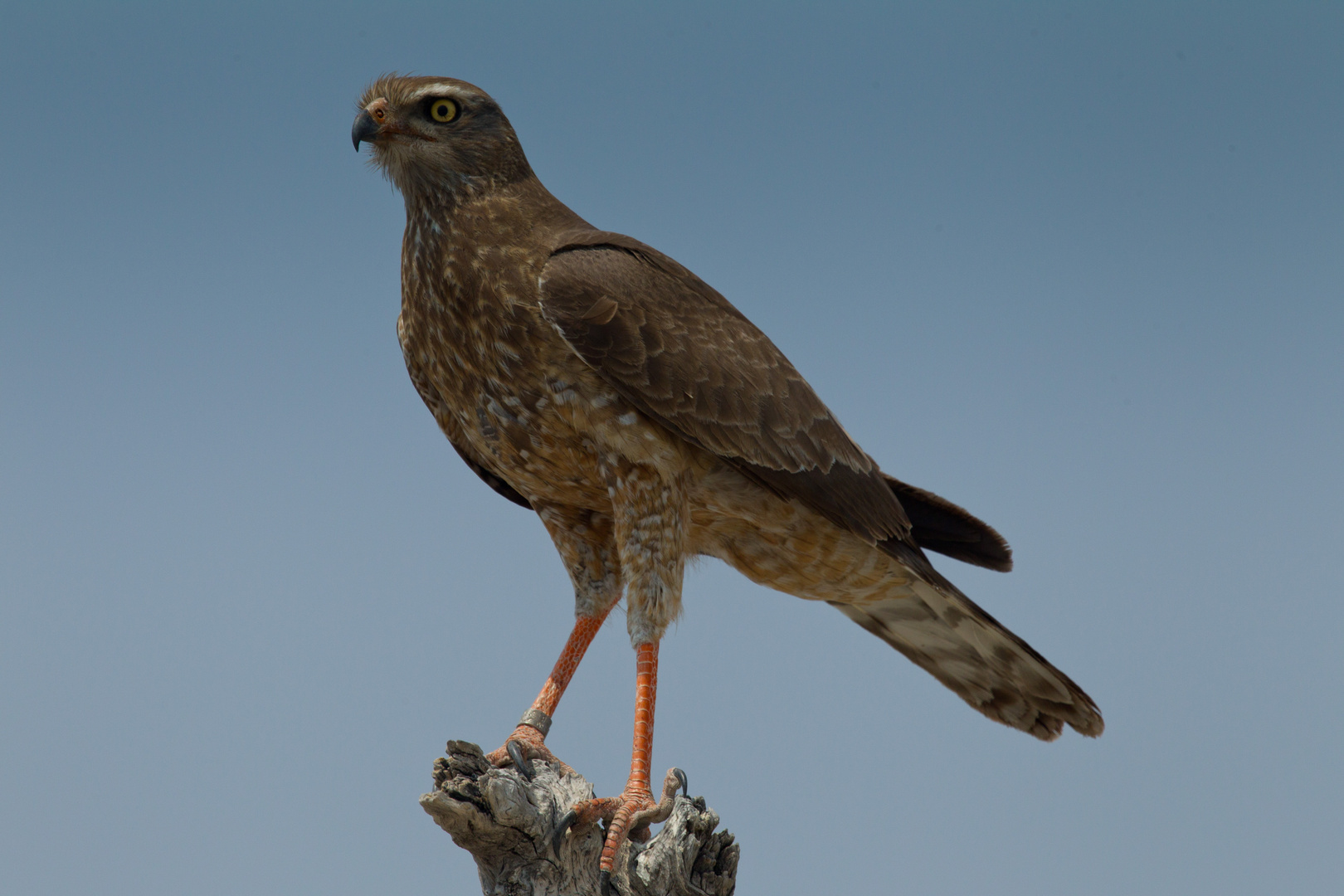 Namibia - Etosha - Greifvogel III