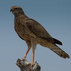 Namibia - Etosha - Greifvogel III
