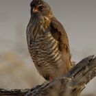 Namibia - Etosha - Greifvogel IV