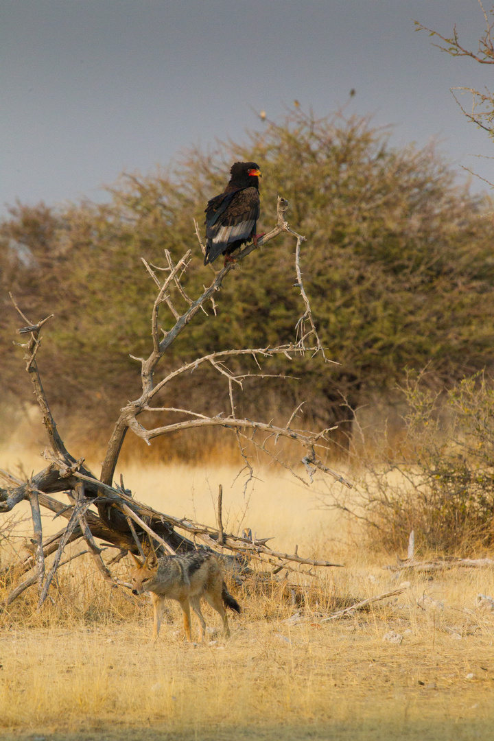 Namibia - Etosha - Greifvogel V