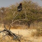 Namibia - Etosha - Greifvogel V