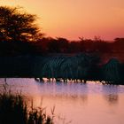 NAMIBIA Etosha Namutoniwasserloch