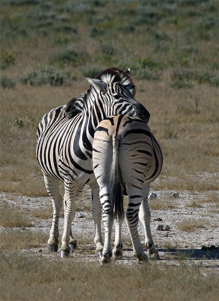 Namibia - Etosha Nationalpark von mucki44 