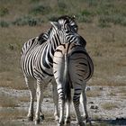 Namibia - Etosha Nationalpark