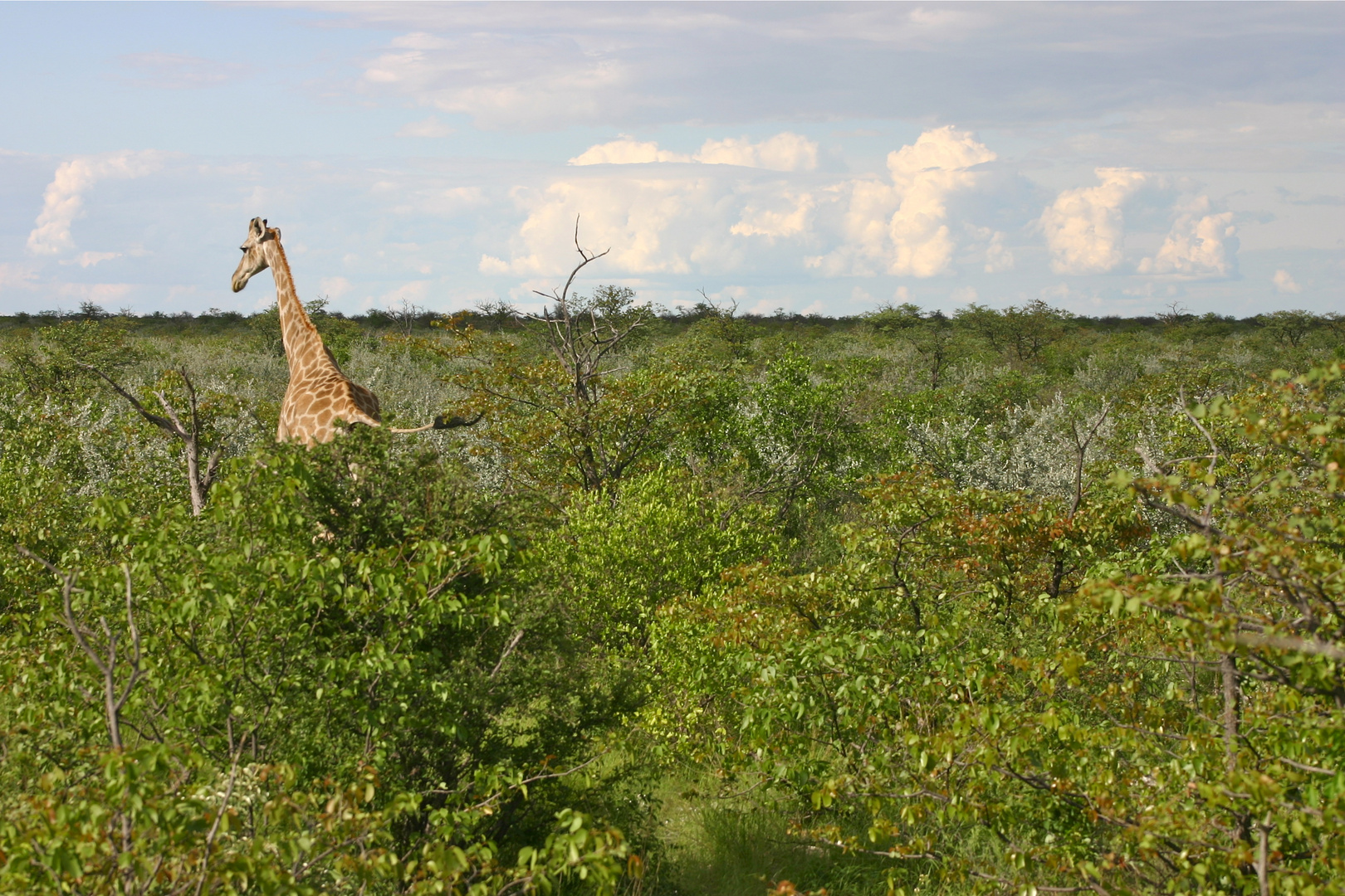 Namibia - Etosha Nationalpark