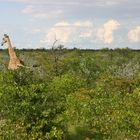 Namibia - Etosha Nationalpark