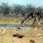 Namibia-Etosha Nationalpark