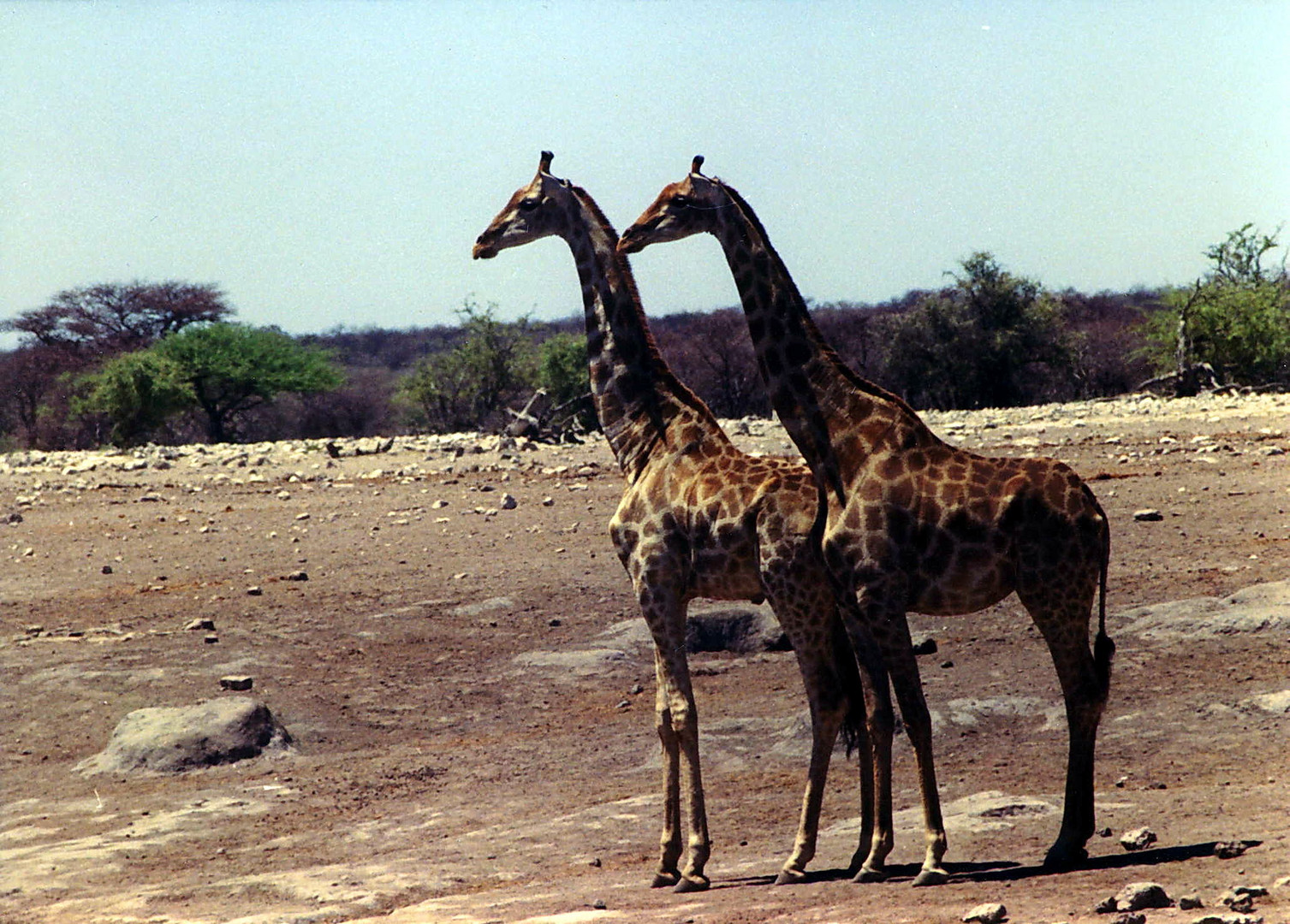 Namibia-Etosha Nationalpark