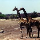 Namibia-Etosha Nationalpark
