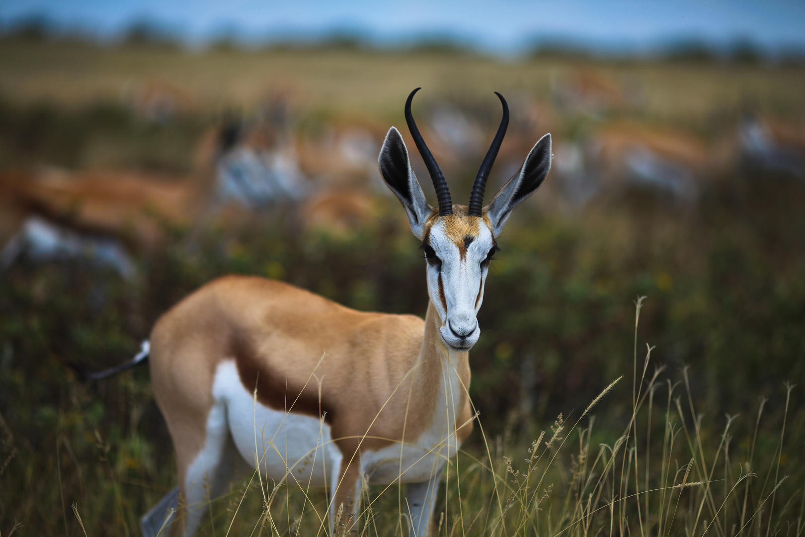 Namibia Etosha Nationalpark - Springbock Antilope