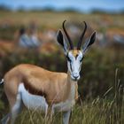 Namibia Etosha Nationalpark - Springbock Antilope