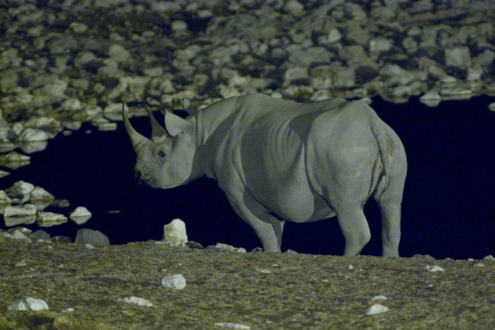 NAMIBIA Etosha Okaukuejowasserloch 17