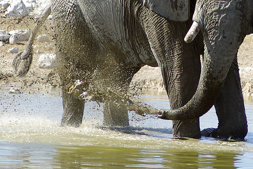 NAMIBIA Etosha Okaukuejowasserloch 18