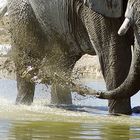 NAMIBIA Etosha Okaukuejowasserloch 18