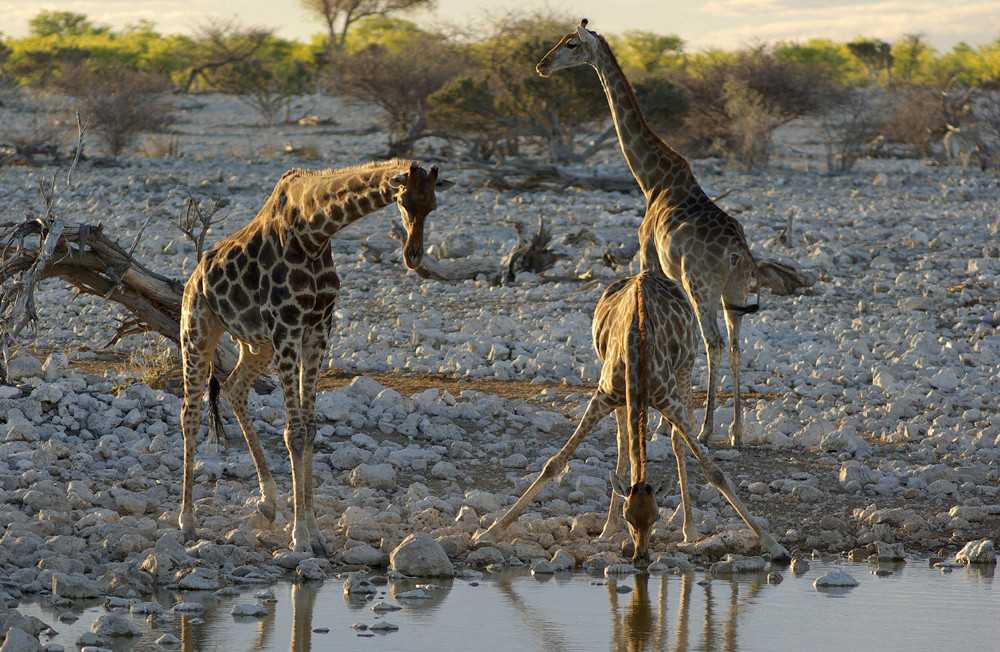 NAMIBIA Etosha Okaukuejowasserloch 19