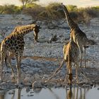 NAMIBIA Etosha Okaukuejowasserloch 19