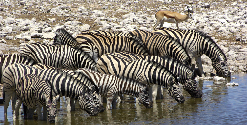 NAMIBIA Etosha Okaukuejowasserloch 20