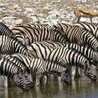 NAMIBIA Etosha Okaukuejowasserloch 20