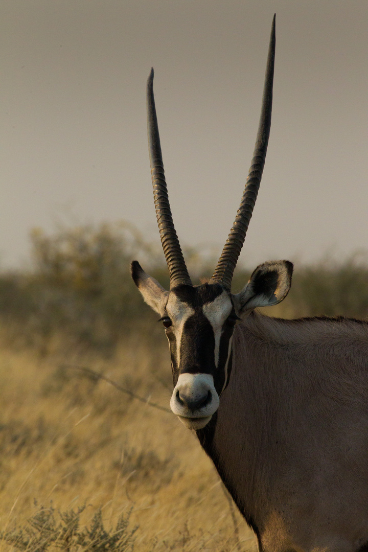 Namibia - Etosha - Oryx