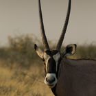 Namibia - Etosha - Oryx