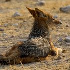 Namibia - Etosha - Schakal