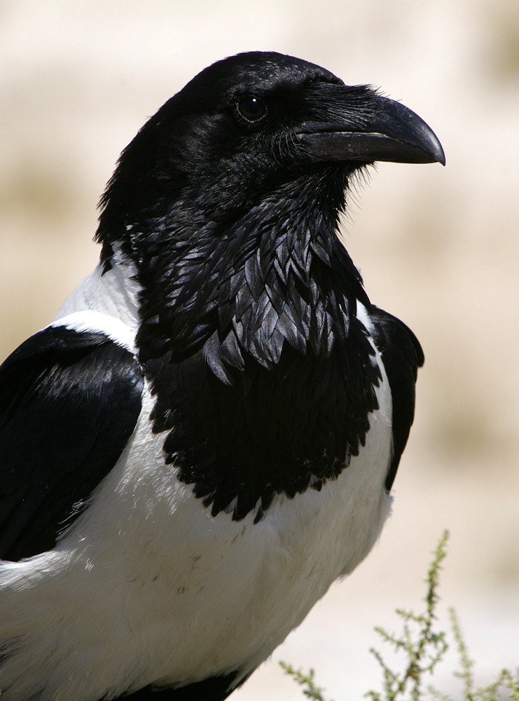 NAMIBIA Etosha Schildrabe 2