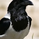 NAMIBIA Etosha Schildrabe 2