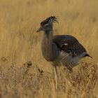 Namibia - Etosha - Trappe