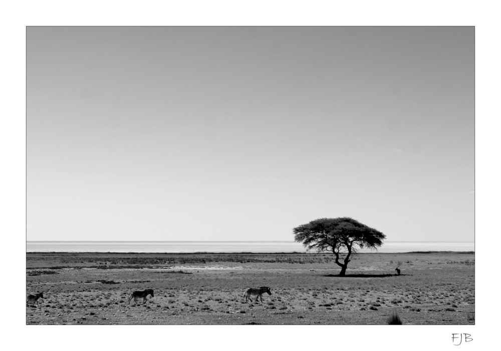 Namibia - Etosha - Wenig Schatten