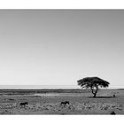 Namibia - Etosha - Wenig Schatten