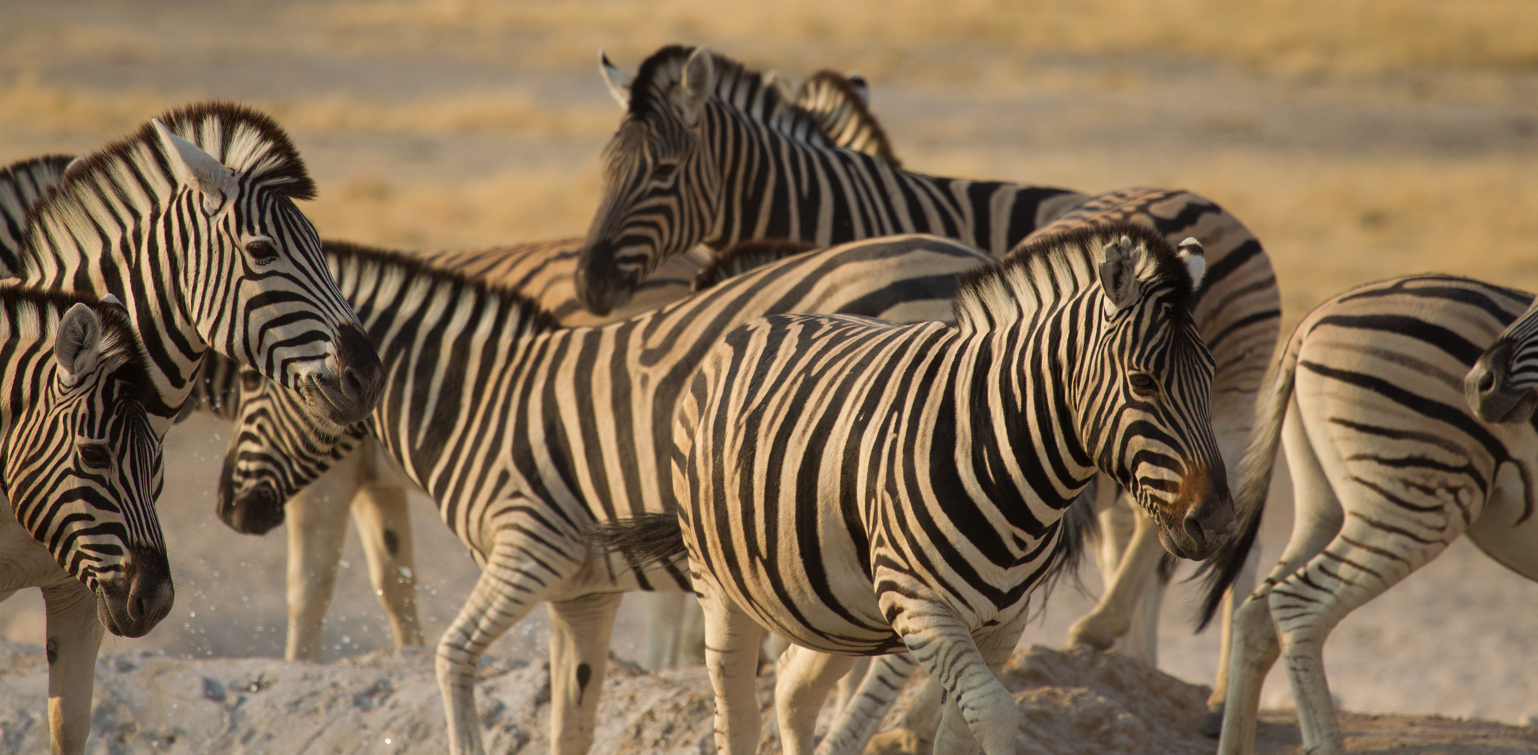 Namibia - Etosha - Zebras