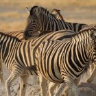 Namibia - Etosha - Zebras