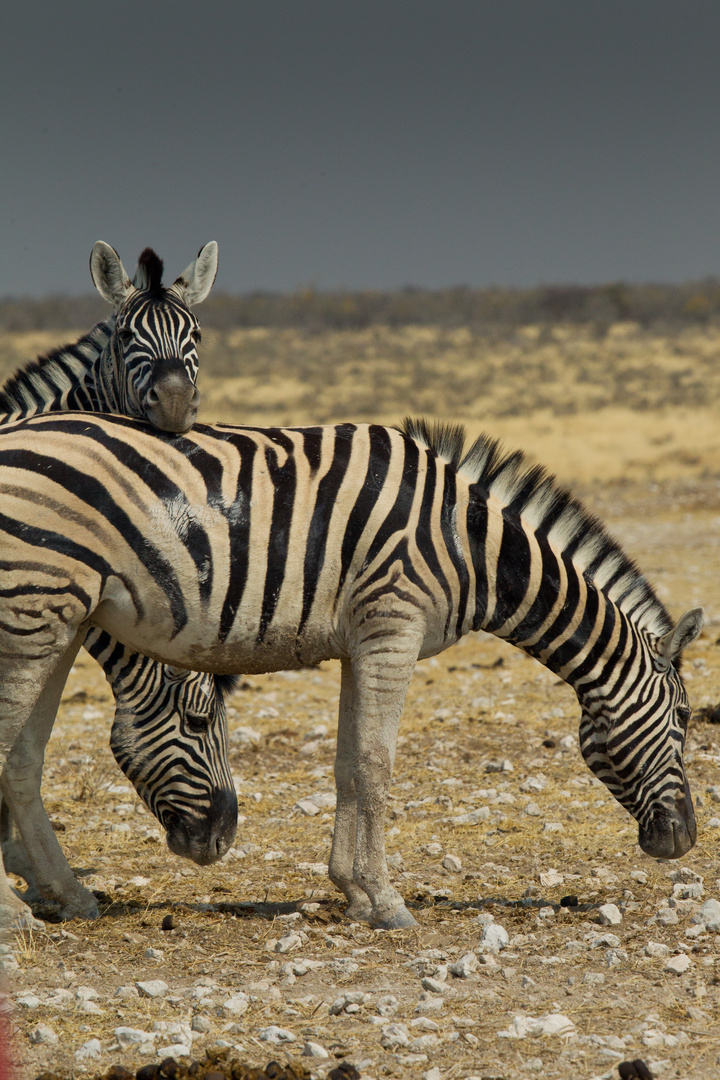 Namibia - Etosha - Zebras II
