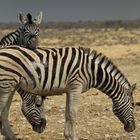 Namibia - Etosha - Zebras II