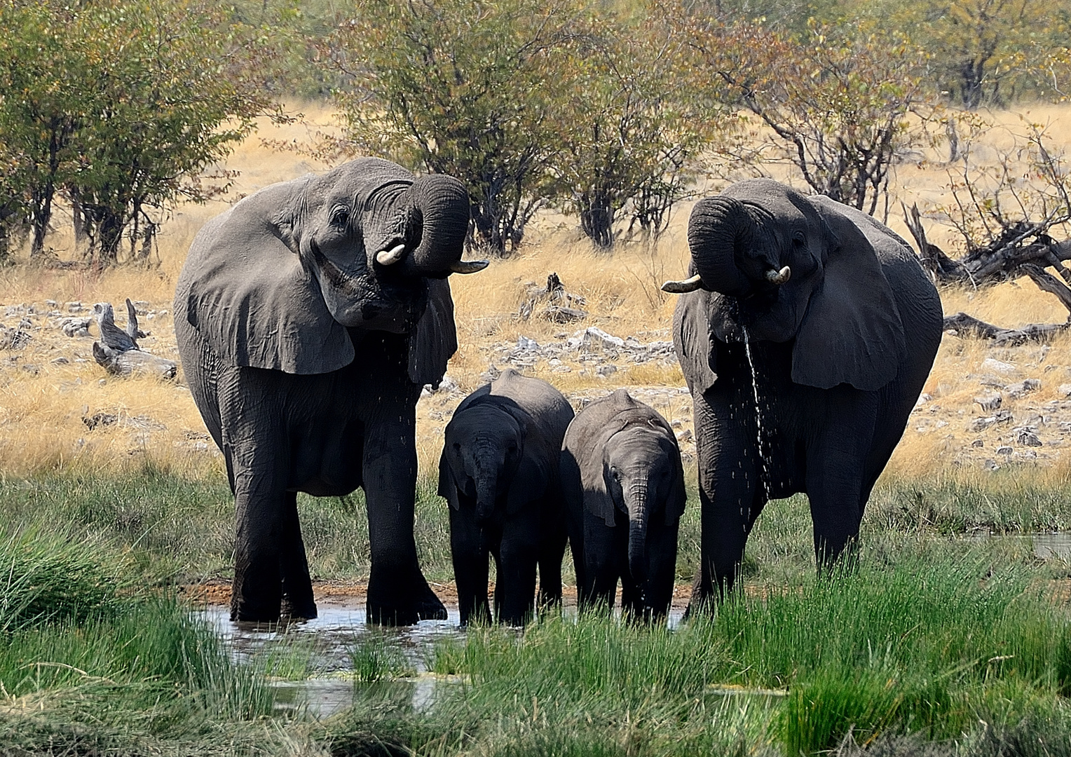 Namibia - Familienglück