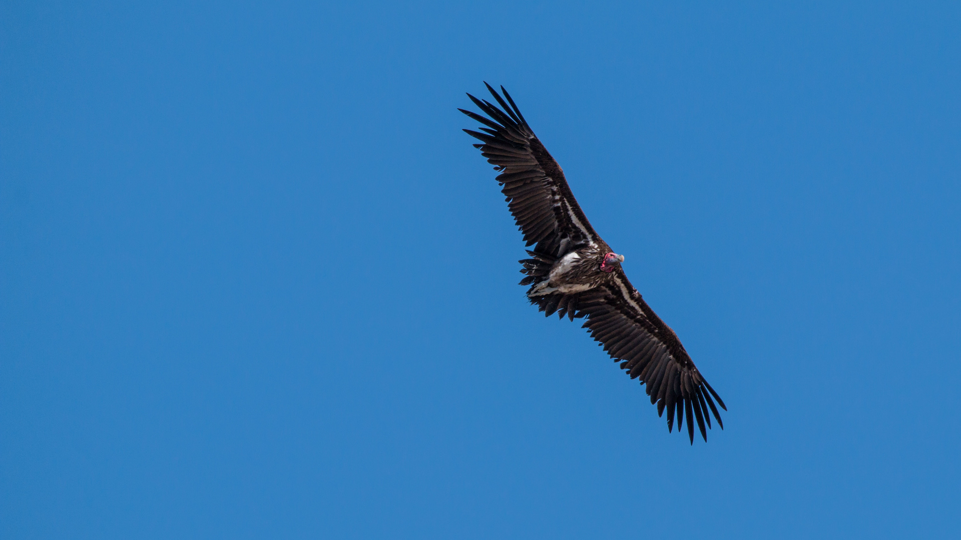 Namibia FB-660