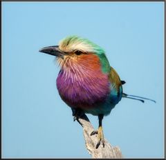 Namibia:  Gabelracke