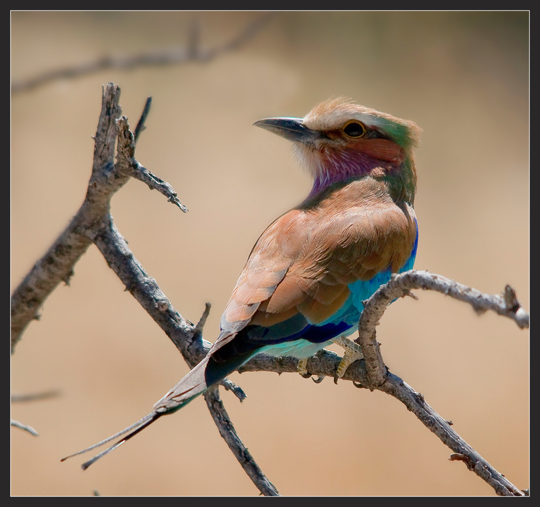 Namibia: Gabelracke2