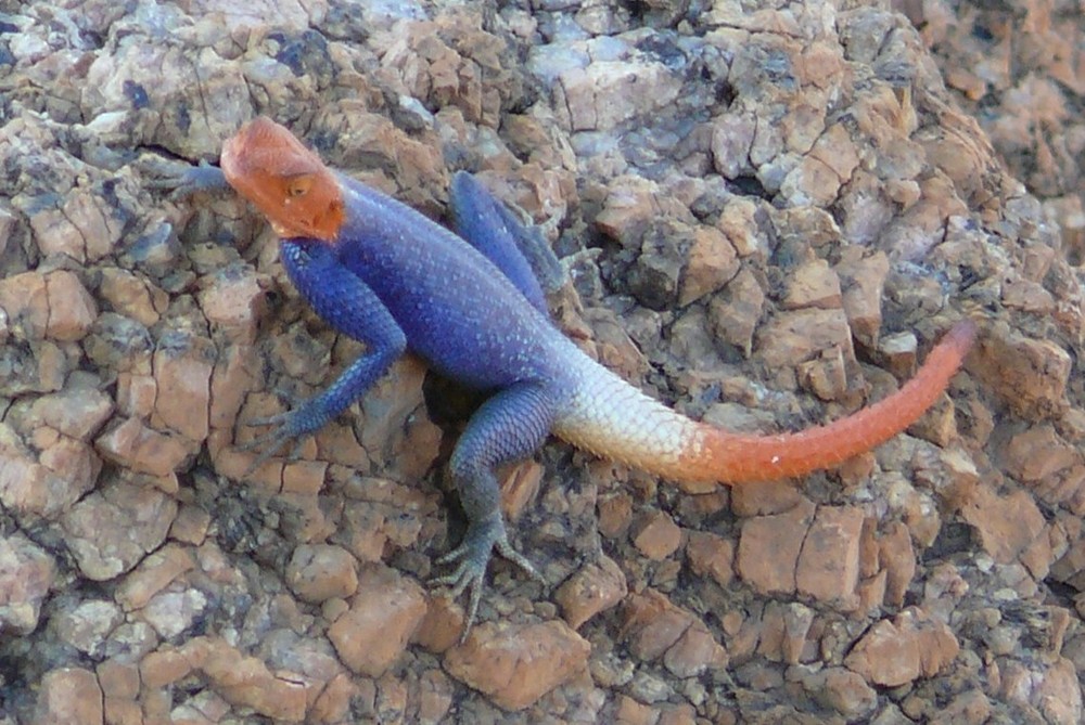 Namibia - Gecko