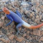Namibia - Gecko