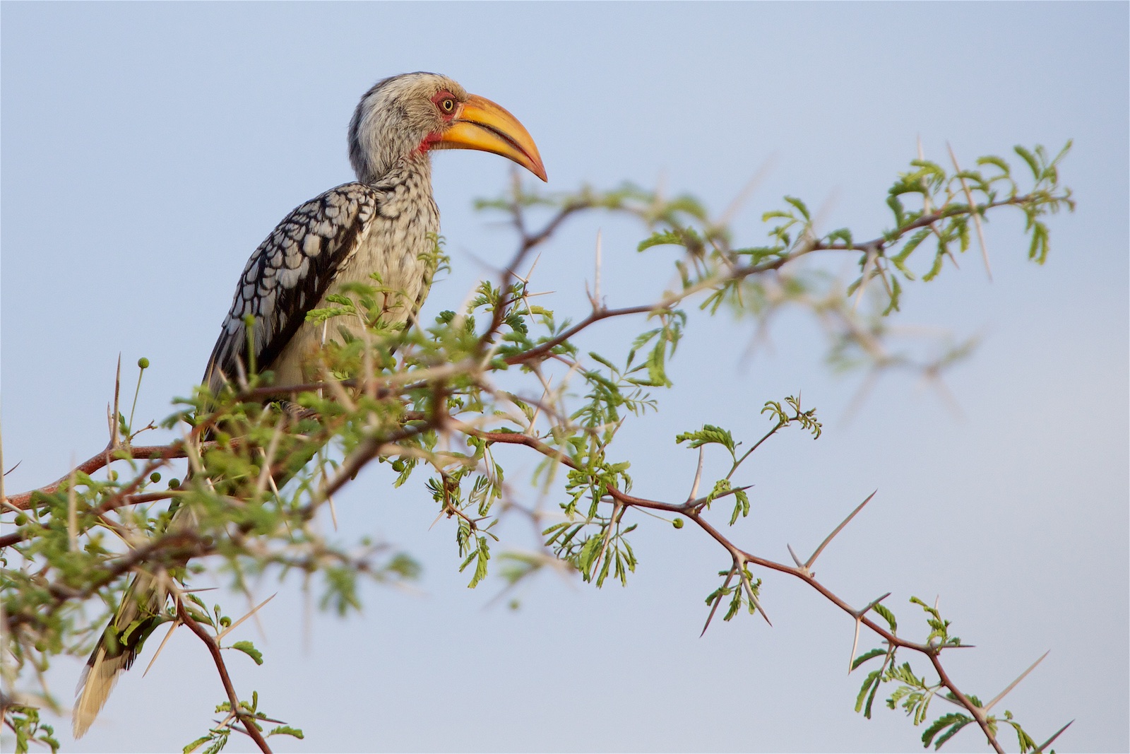 Namibia Gelbschnabeltoko