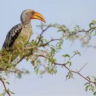 Namibia Gelbschnabeltoko