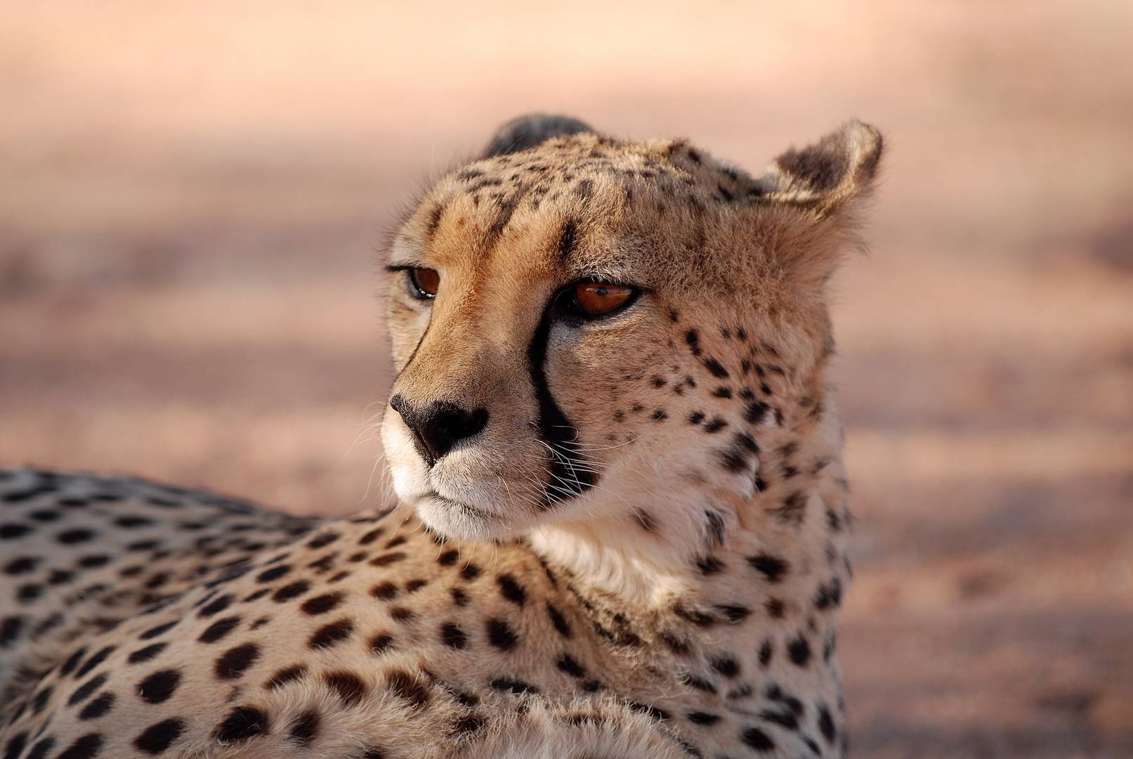 Namibia Gepard