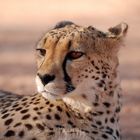 Namibia Gepard