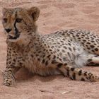 Namibia - Gepard (Hammerstein Lodge)