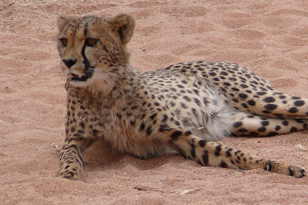 Namibia - Gepard (Hammerstein Lodge)