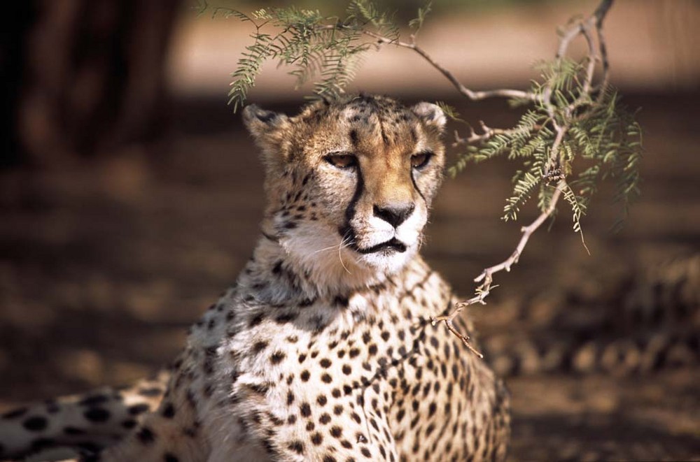 Namibia - Ghepardo